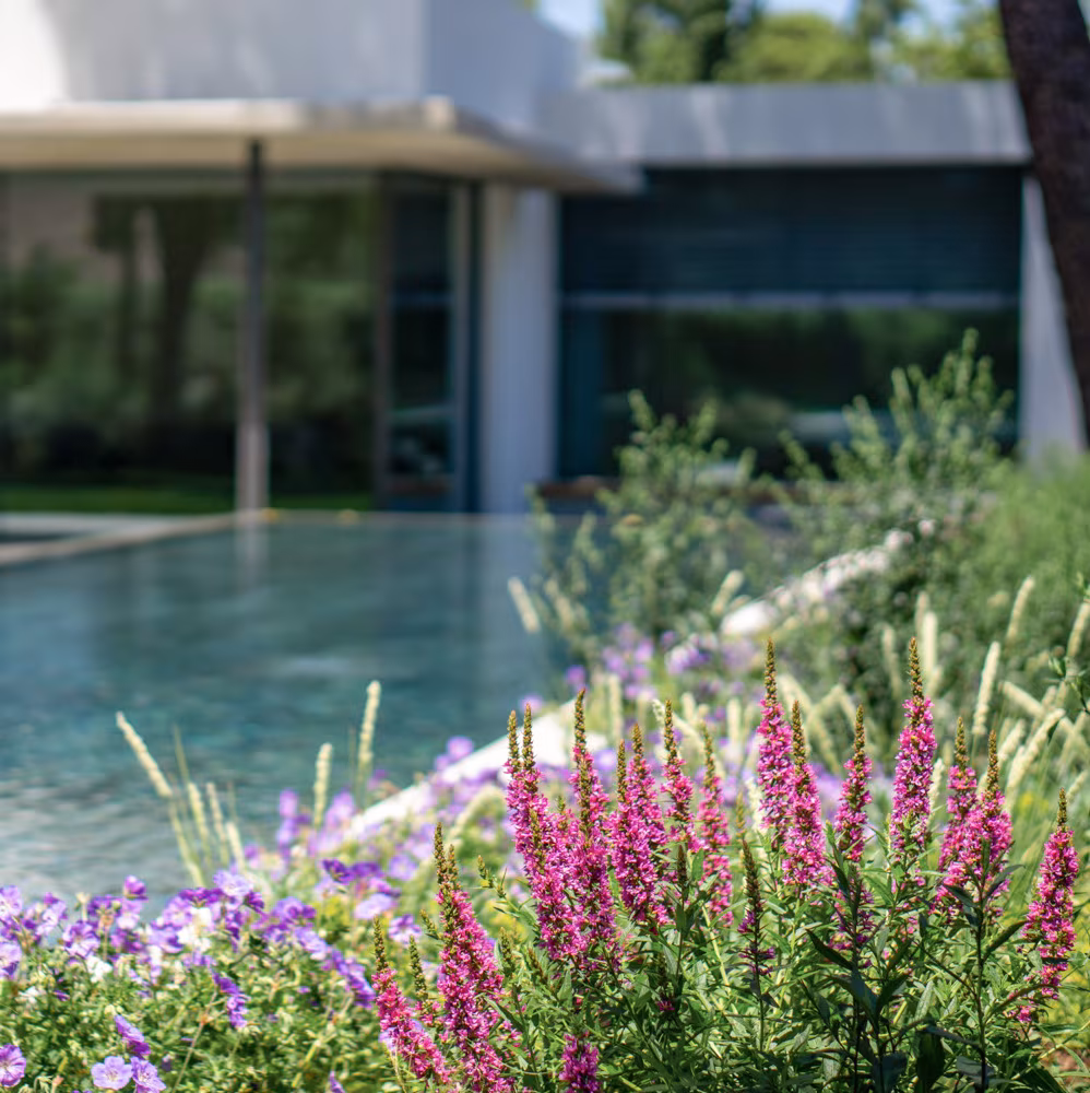 Piscina rodeada de salicarias y flores moradas frente a una casa moderna acristalada de ÁBATON