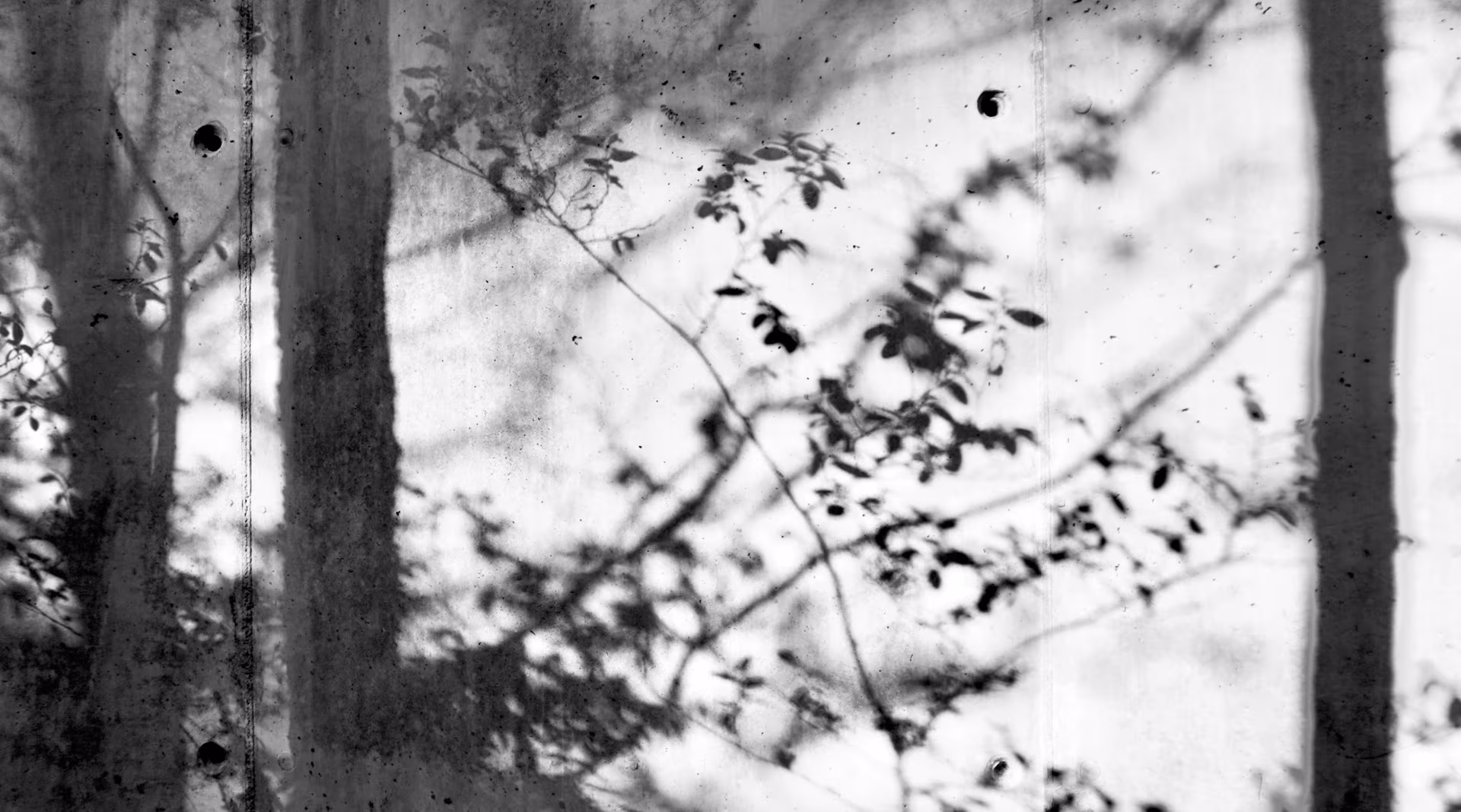 Shadows of branches and leaves on a light-colored wall between black-and-white tree trunks