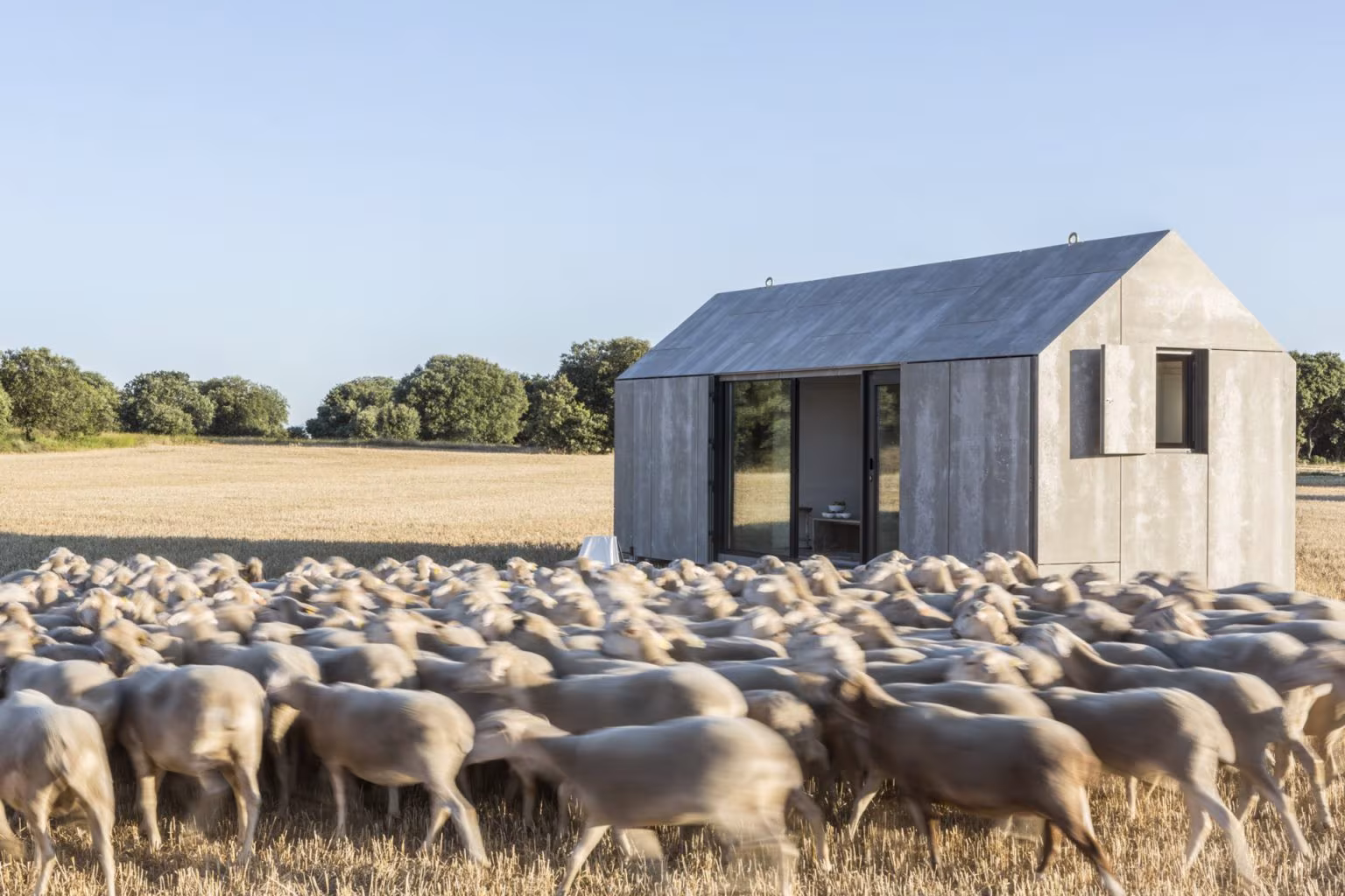 Casa transportable ÁPH80 de hormigón en un campo de cereal, con un rebaño de ovejas pasando delante