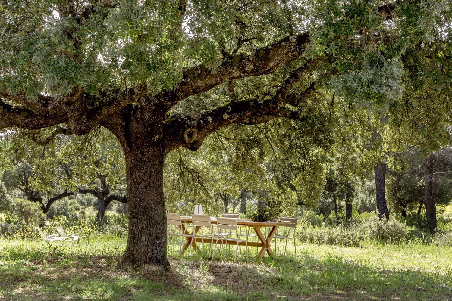 Encina de gran porte y mesa de madera bajo su copa en el prado de Casa de Campo LS