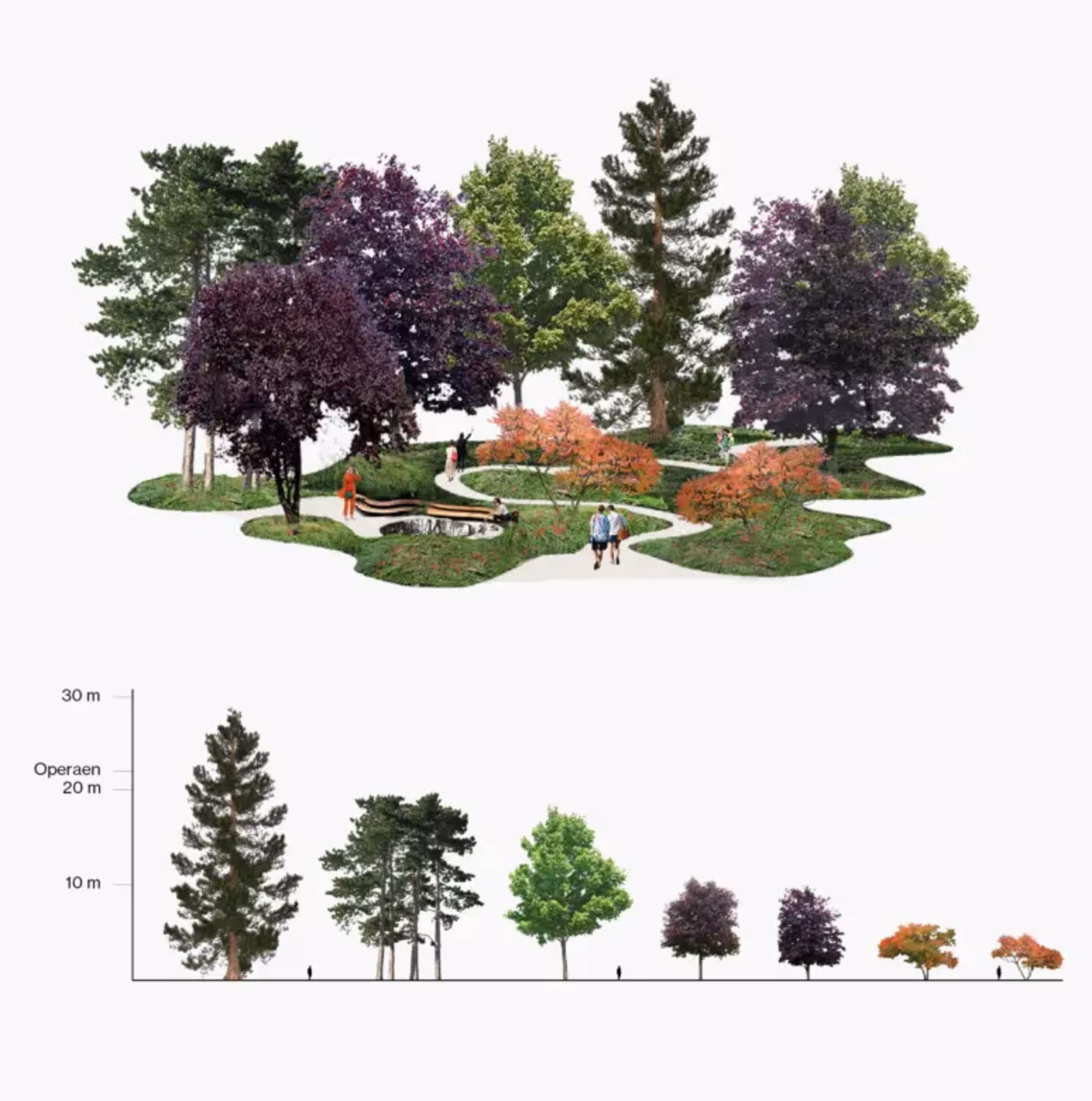 Esquema de una agrupación de árboles de hoja morada y verde del Opera Park, con escala de alturas