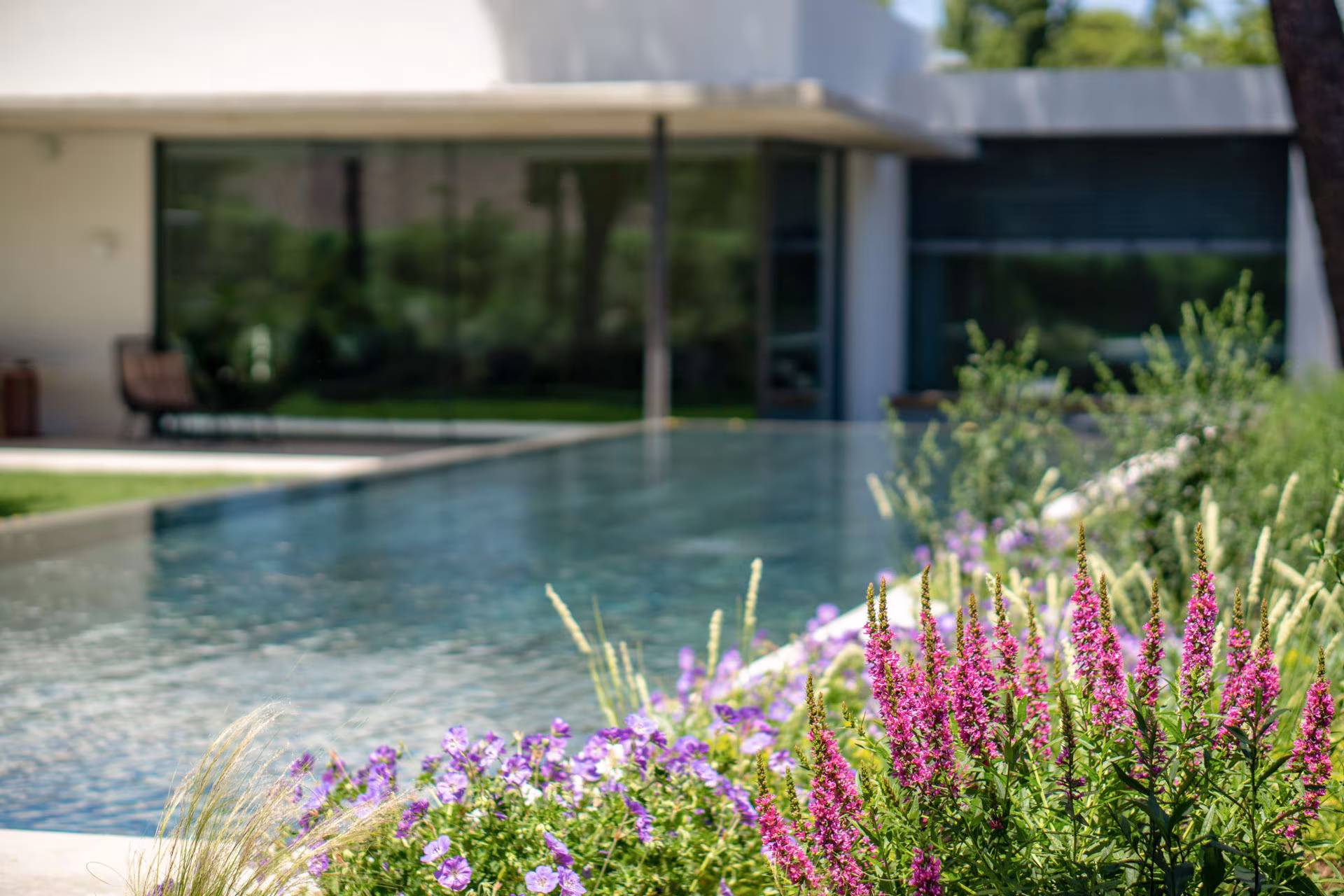 Piscina moderna rodeada de jardín mediterráneo con flores silvestres en primer plano, frente a vivienda contemporánea con grandes ventanales de vidrio