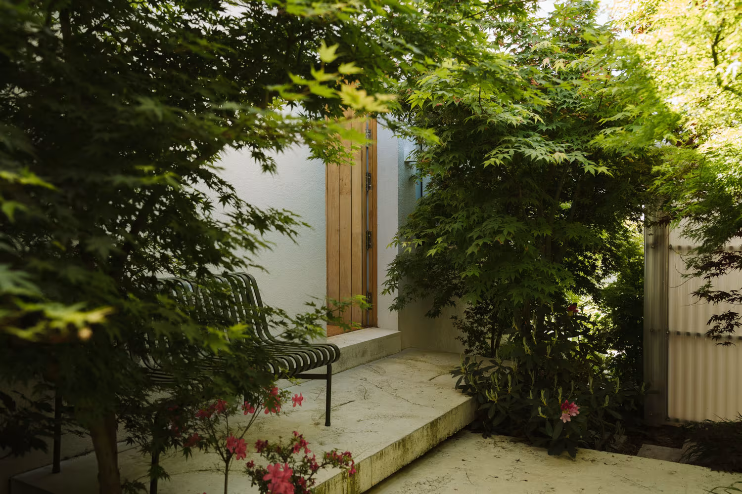 Landscaped courtyard with maples, an iron bench and a wooden door beside a white wall