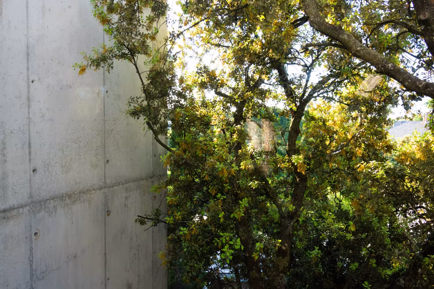 Exposed concrete wall beside a leafy tree in afternoon light