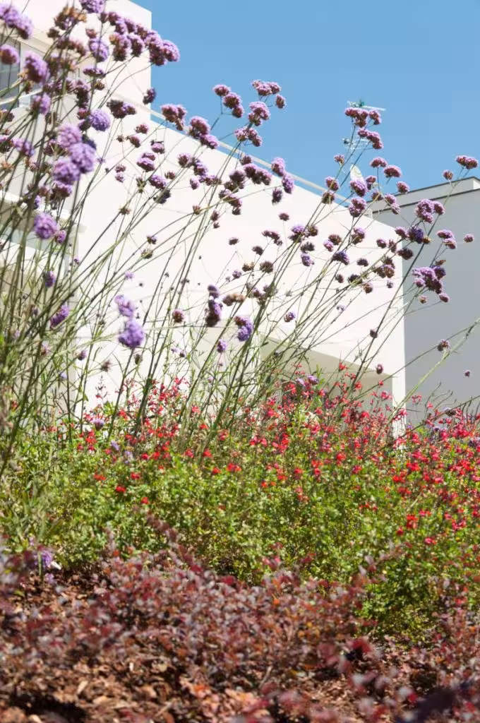 Verbenas y salvias en flor junto a un muro blanco en el jardín de Casa JP, Madrid
