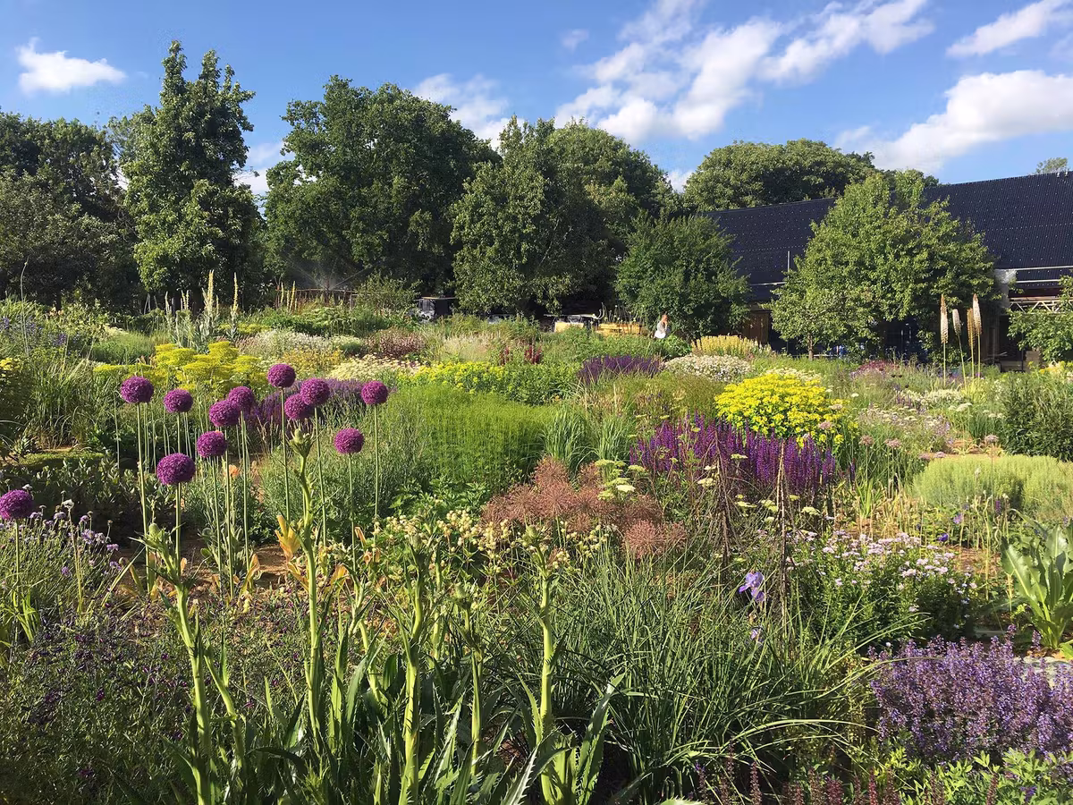 Pradera de flores y gramíneas con alliums morados en el jardín de Serge Hill Project