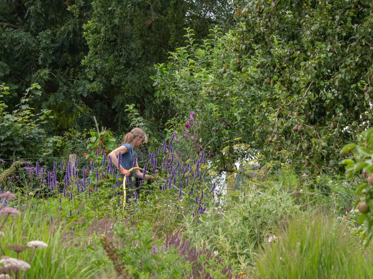 Jardinera trabajando entre salvias y espigas moradas bajo árboles en Serge Hill Project
