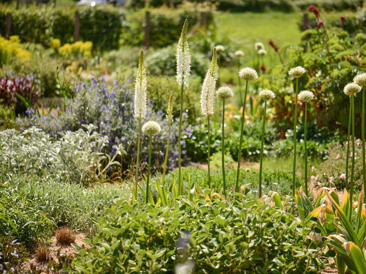 Parterre de perennes con eremurus y alliums blancos sobre un fondo de setos recortados en Serge Hill Project