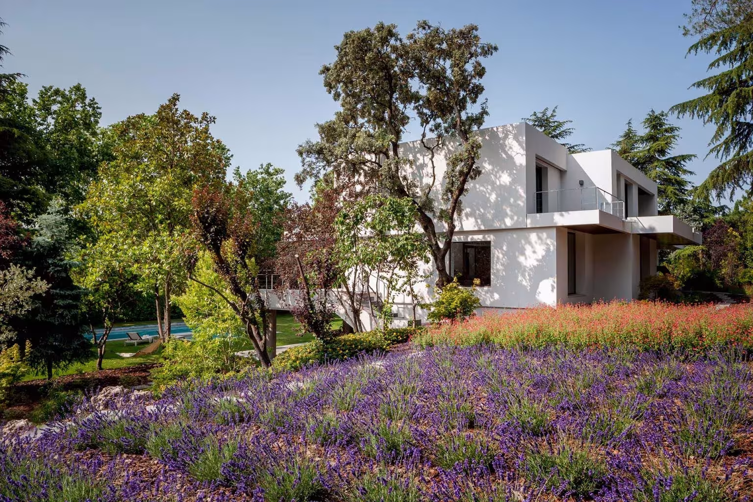 White house among trees with a field of blooming lavender in the foreground in La Moraleja