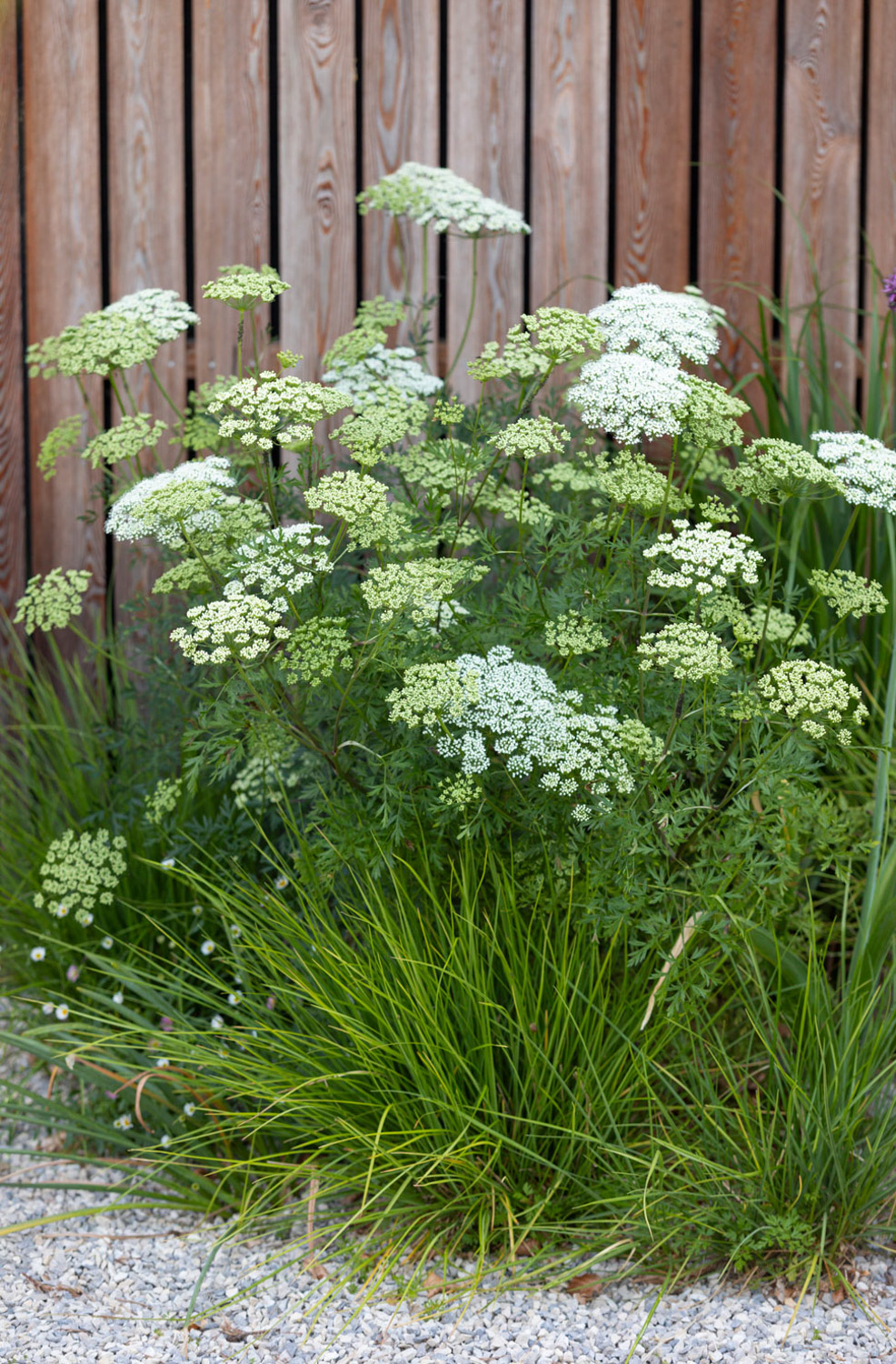 WalledGarden-ABATONJournal-05