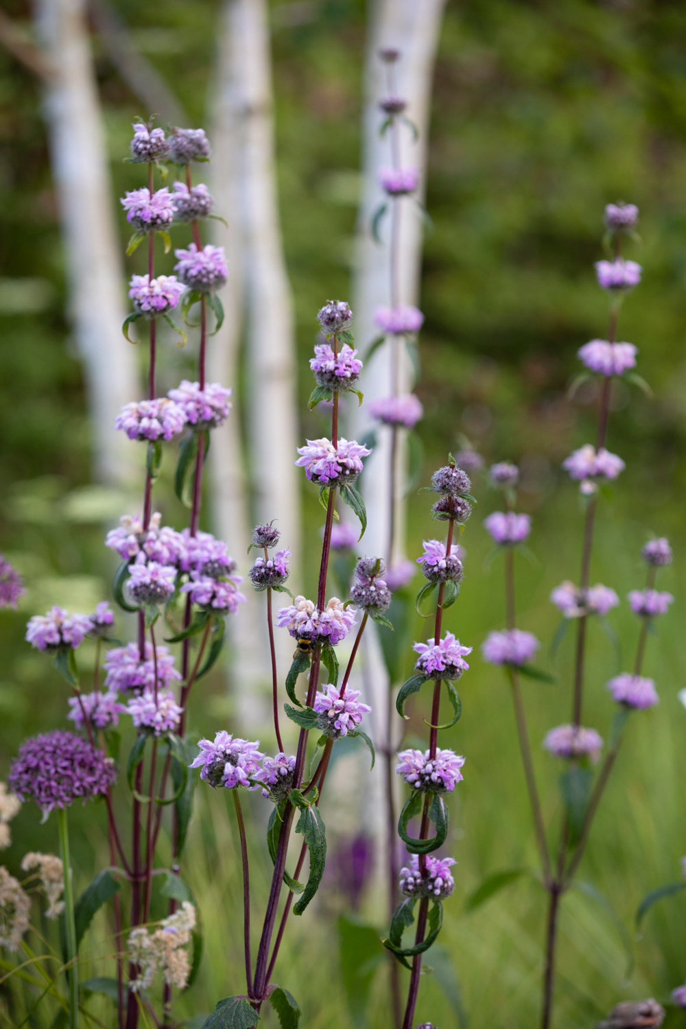 WalledGarden-ABATONJournal-06