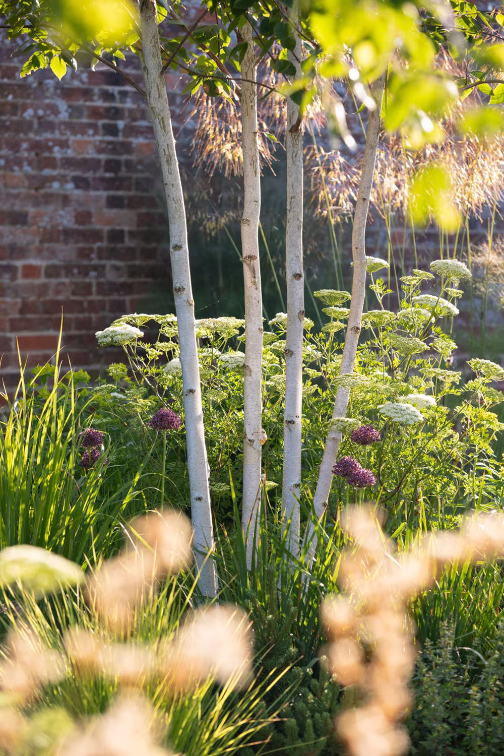 Troncos de abedul blanco y umbelas a contraluz ante el muro de ladrillo del Suffolk walled garden