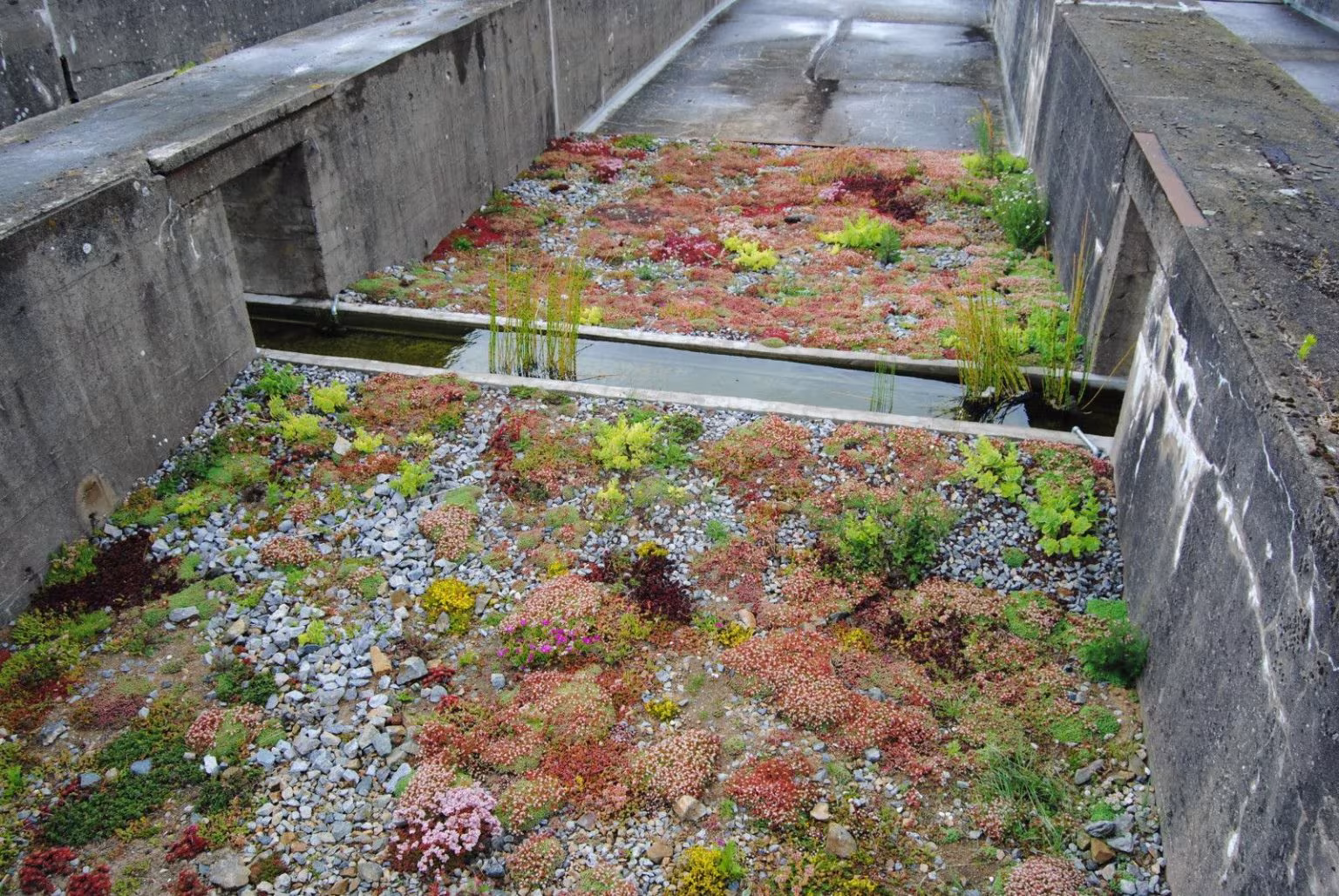 Vista cenital de un vaso de hormigón con sedum de tonos rojizos y un canal de agua en el Jardín del Tercer Paisaje