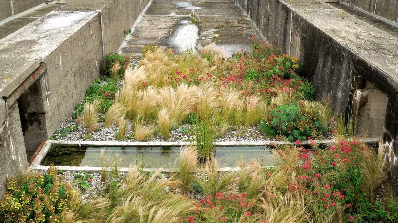 Gramíneas pálidas y perennes crecen en una celda de hormigón con lámina de agua en el Jardín del Tercer Paisaje