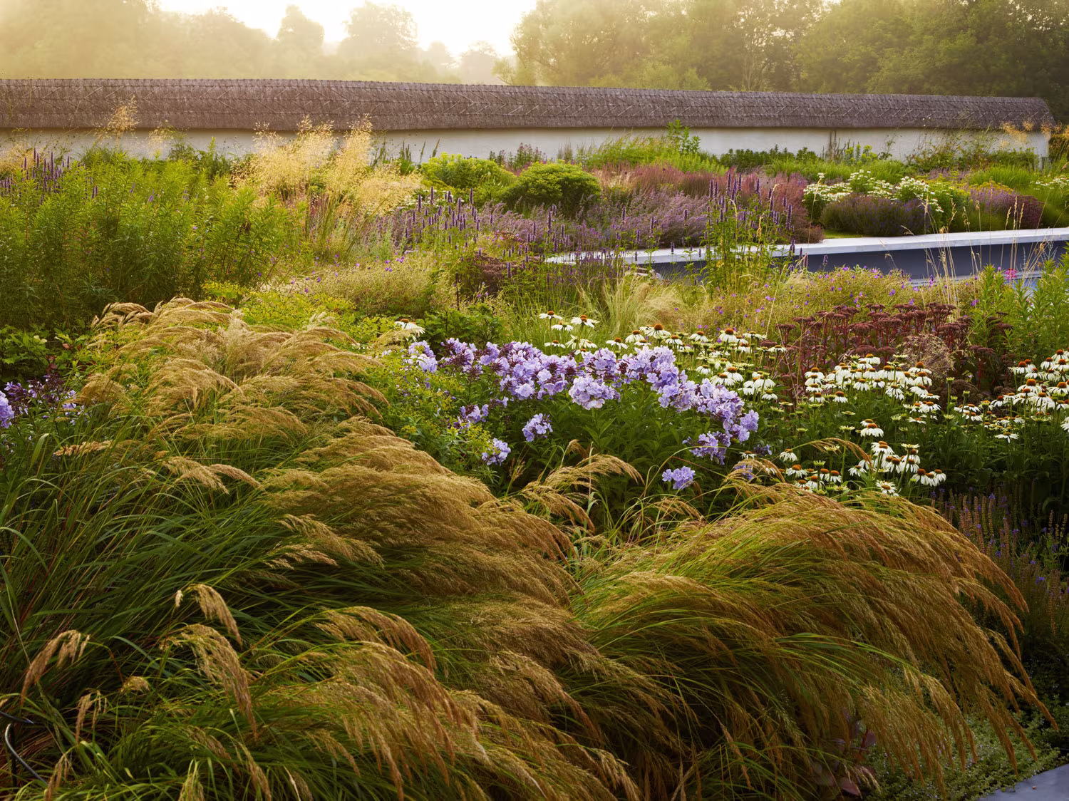 Gramíneas doradas con la luz de la mañana y estanque al fondo en Wiltshire Garden