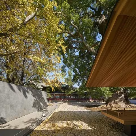 Patio de grava del santuario Ueno Toshogu con un ginkgo amarillo y el vuelo del pabellón