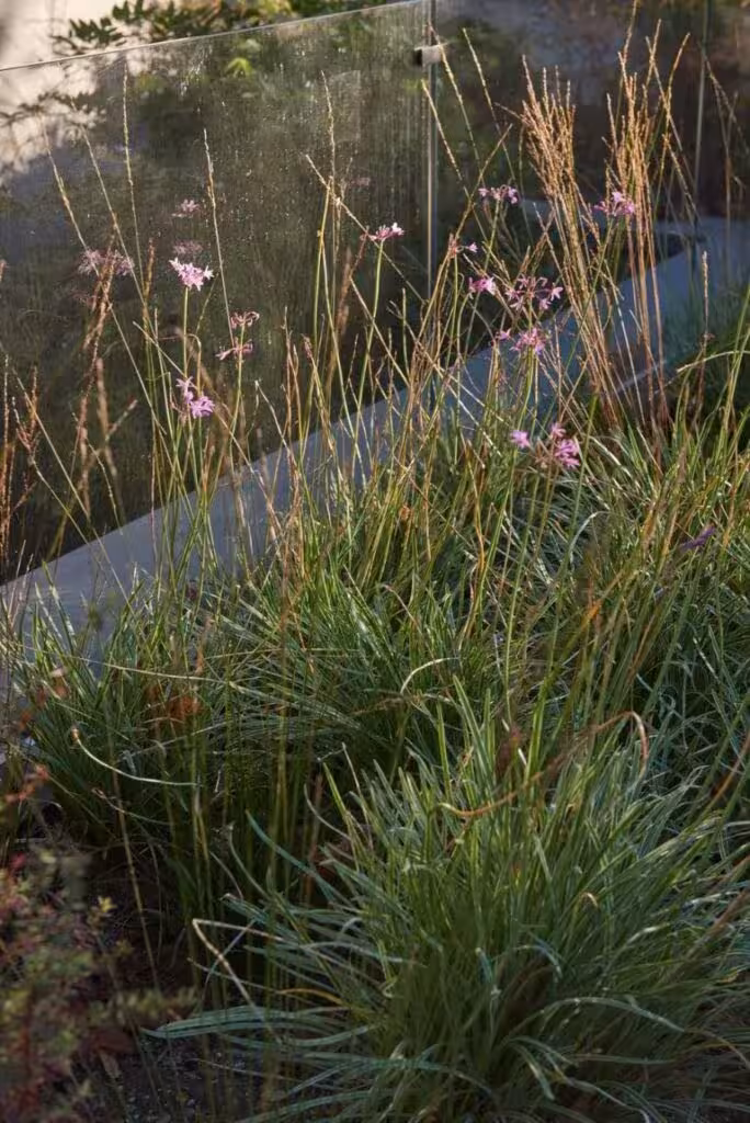 Matas de gramíneas y flores rosadas junto a un muro de contención en un jardín sostenible