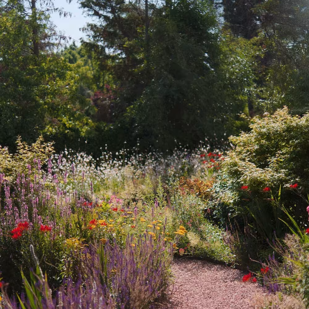 A garden of red, orange, and purple wildflowers alongside a gravel path, landscaped by Ábaton