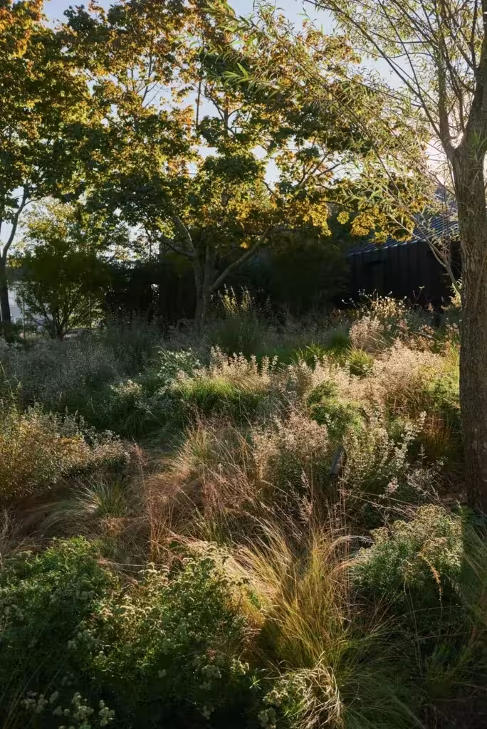 Plantación densa de gramíneas ornamentales y perennes a contraluz bajo los árboles de un jardín sostenible
