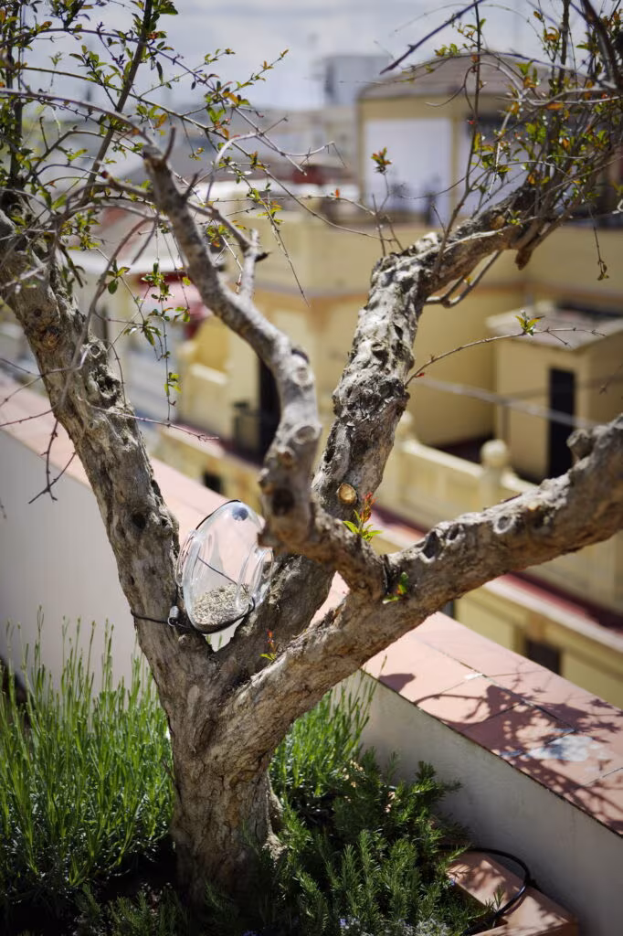 Gnarled olive tree on the terrace with lavender and rooftop views in the Rosales full refurbishment