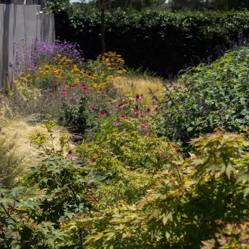 A garden border with purple and yellow flowers and grasses next to a hedge at the Casa de las Encinas