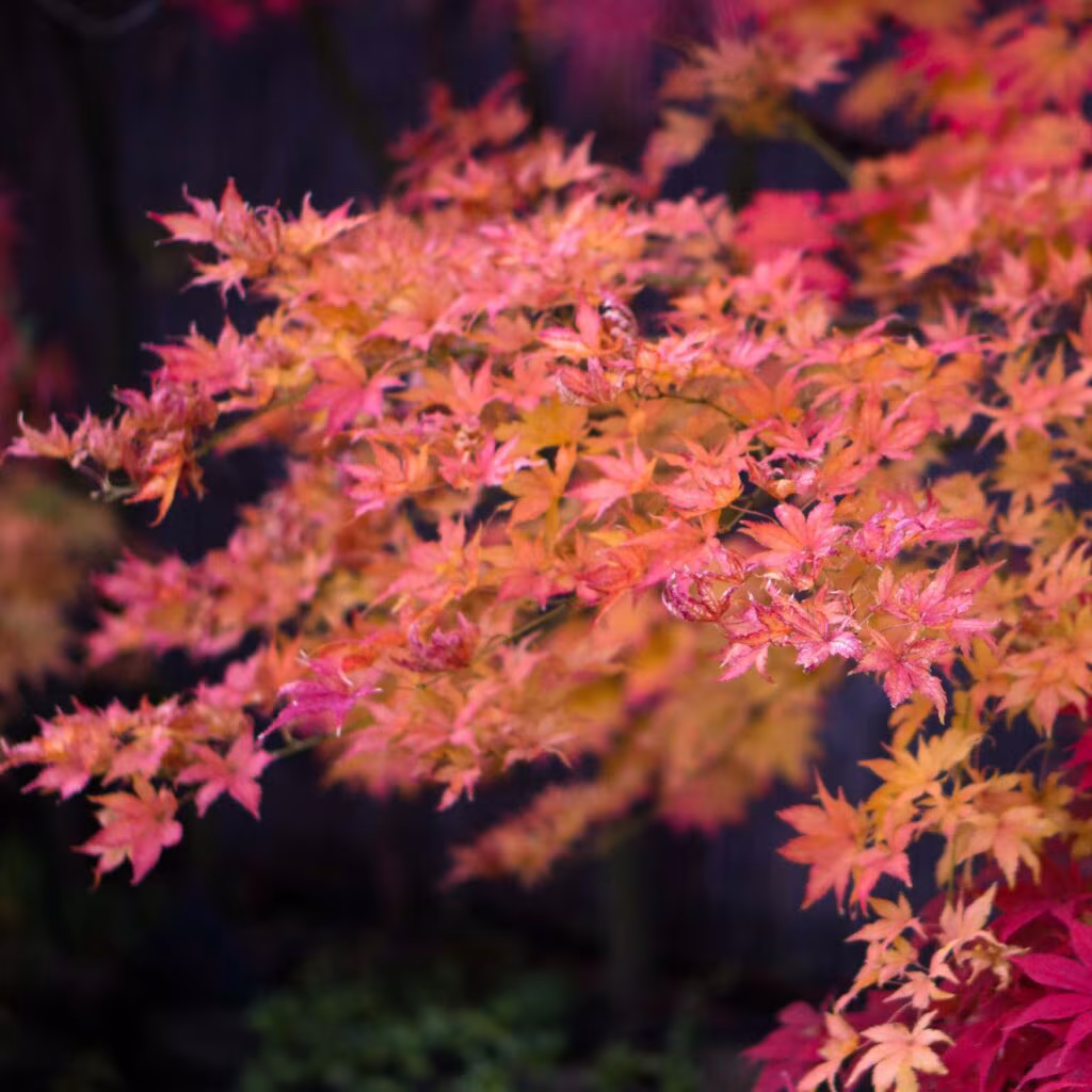Japanese maple leaves in shades of orange and pink against a dark background