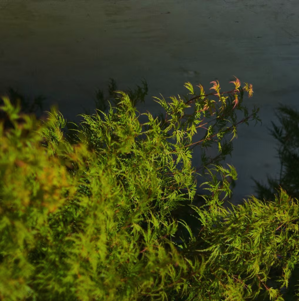 Green Japanese maple foliage backlit against a dark background