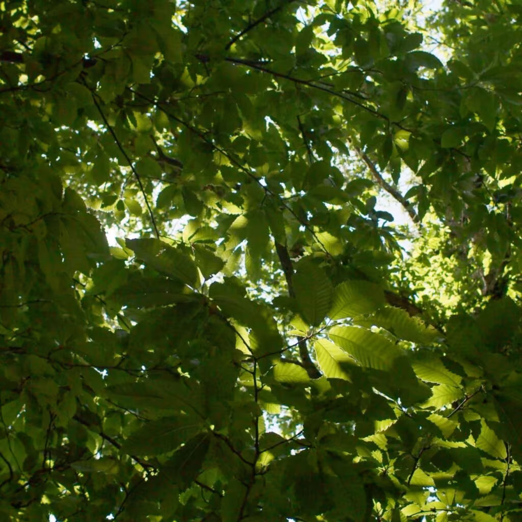 A tree canopy with green leaves bathed in sunlight